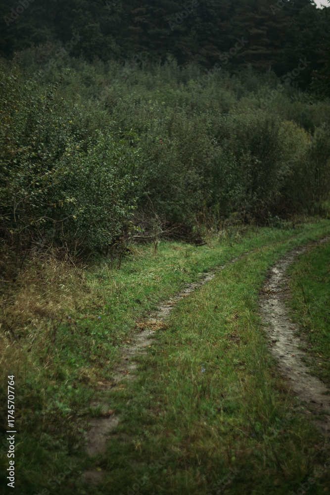 Fototapeta premium dirt road in the woods