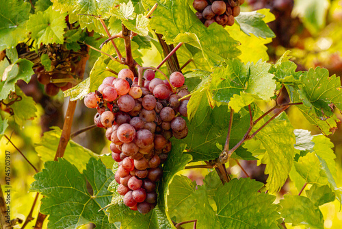 Vineyards along the Mosel River glow in autumn colors during the grape harvest. White and red grapes hang on the vines, reflecting tradition, nature, and the beauty of the German wine region.