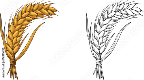 Wallpaper Mural Golden vector illustration of isolated wheat ears for agriculture, food, and harvest concepts Torontodigital.ca