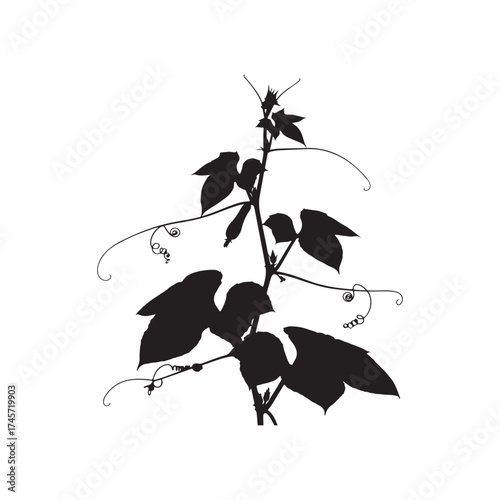 Vector art of silhouette of a climbing plant with leaves and tendrils silhouette art design