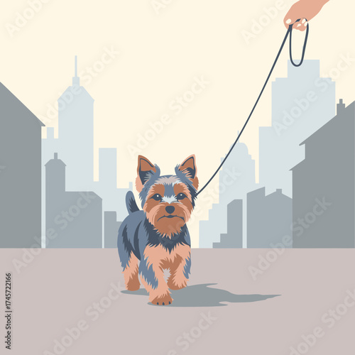 Yorkshire Terrier dog being walked on a leash in a city, with buildings in the background.