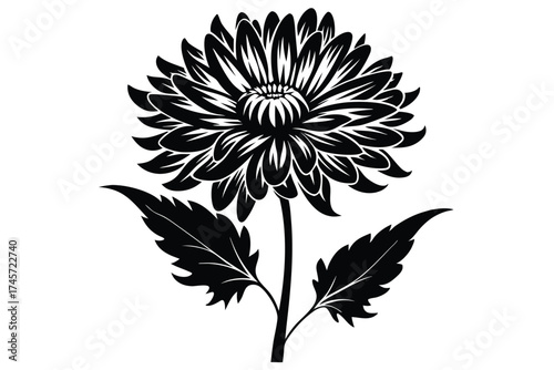 Elegant Black Chrysanthemum Flower with Stem and Leaves Detailed Vector Illustration