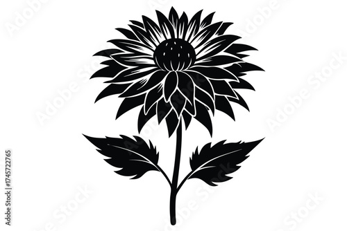 Graphic Illustration of Black Chrysanthemum Flower with Stem and Leaves on White