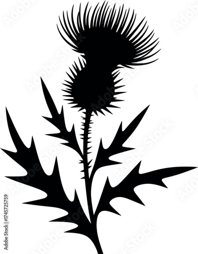 Black silhouette of a spiky thistle flower white