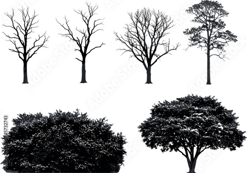 Set of Diverse Tree Silhouettes and Foliage Variations for Seasonal Landscape Design, Botany Education, Nature Study, and Vector Illustration Use