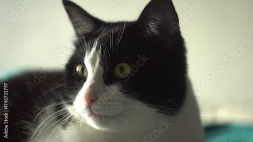 Black and white cat lying on the bed