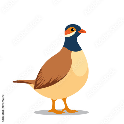 Colorful bird standing on white background  