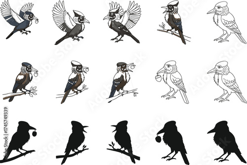 MobileStep-by-step bird drawing tutorial, blue jay sketch progression, artistic illustration guide, silhouette transformation, beginner to advanced vector art stages