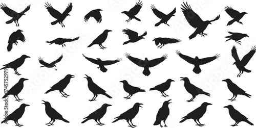 Crow and raven bird silhouettes in flight and perched poses, flat vector icons for nature, wildlife, Halloween, horror, gothic, and design projects