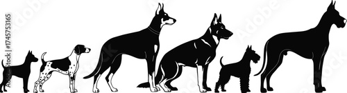 Dog silhouettes in size order, terrier to Great Dane, black vector pets, breed comparison, cad drawing flat vector illustration