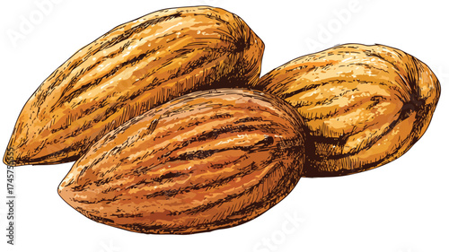 Closeup Illustration of Three Healthy Almonds Showcase