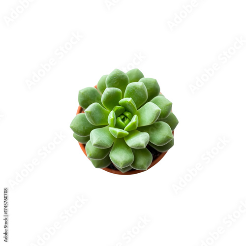 green peas isolated on white