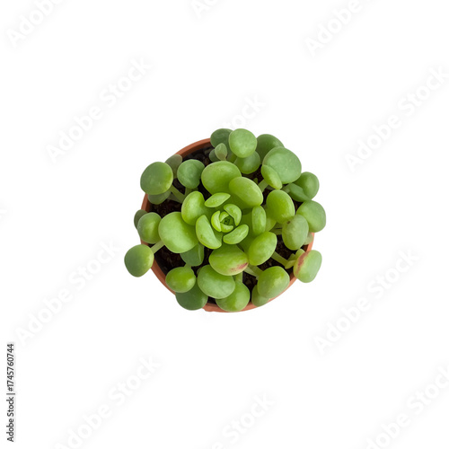bunch of green grapes isolated