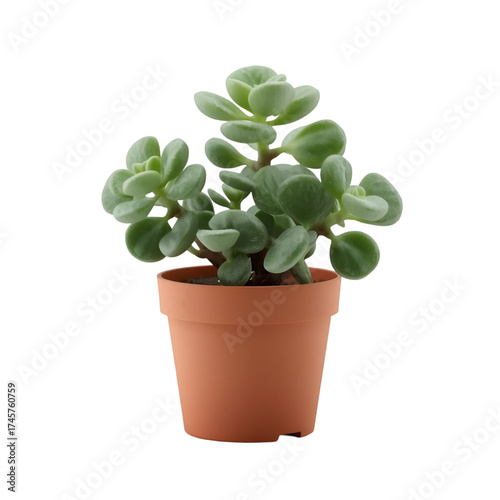 green plant in a pot