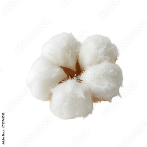 fresh garlic isolated on white