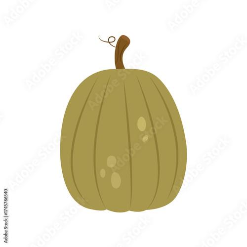 Ripe green round pumpkin isolated on a white background. Vector flat illustration.