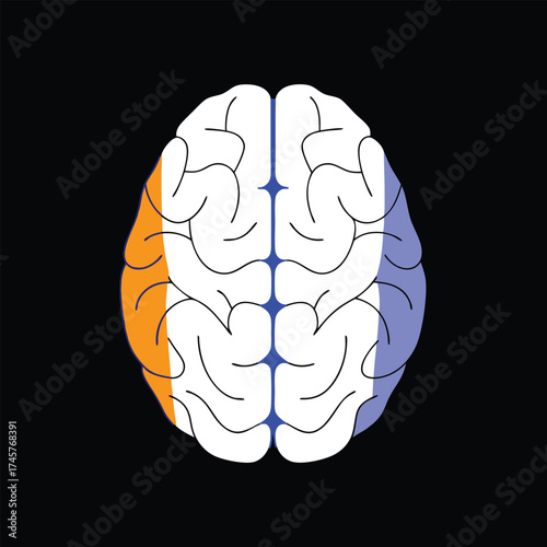 Scalable vector illustration of human brain anatomy with color-coded lobes iconic medical concept vector