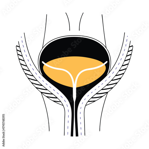 Human bladder anatomy vector illustration for medical and educational purposes vector