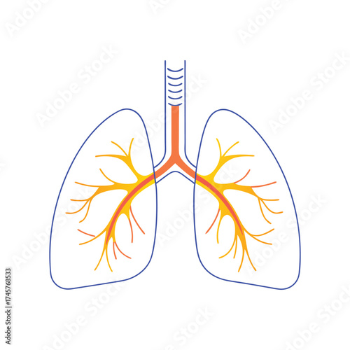 Human lungs anatomy illustration vector medical organ respiratory system healthcare graphic vector