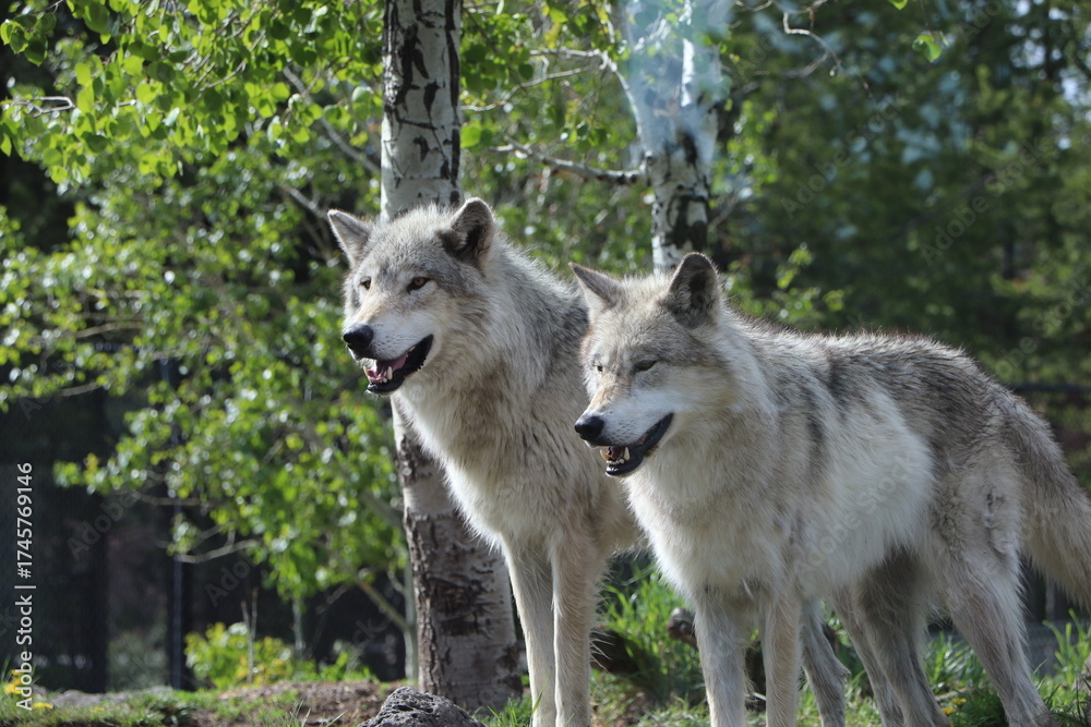 Obraz premium gray wolf canis lupus