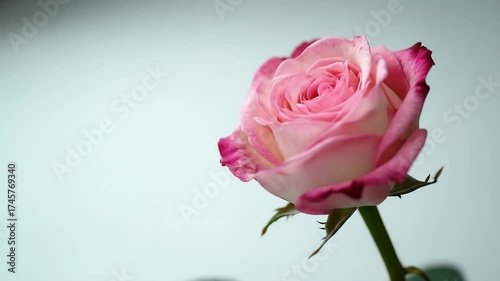 A beautiful pink and white rose with delicate petals against a soft, light background
