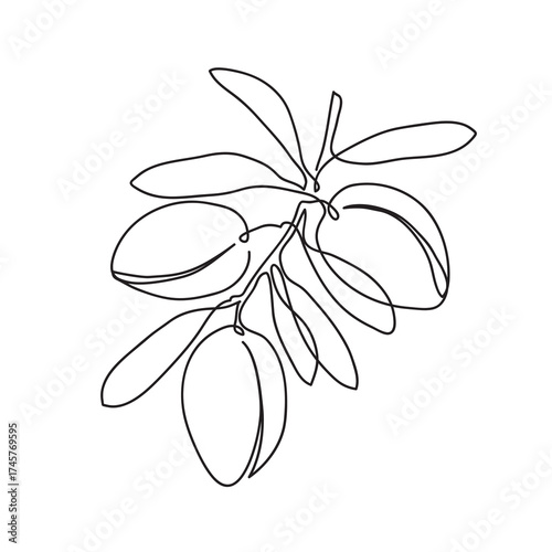 Argan tree branch. Modern single line art drawing. Continuous line drawing. Outline draw design vector illustration