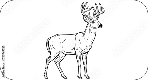 Detailed deer line drawing, black and white wildlife sketch, mature buck vector illustration, antler anatomy art, nature-themed design for creative projects