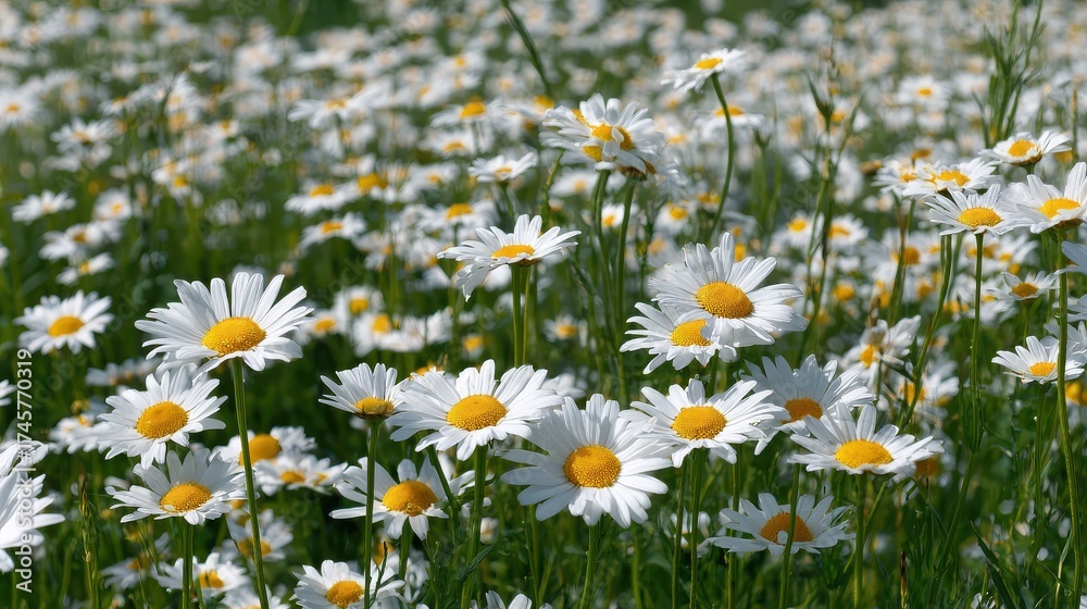 Fototapeta premium field of daisy flowers no logos no brands ar 169