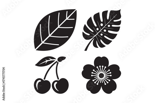 Black and white botanical illustrations of leaves cherries and flower