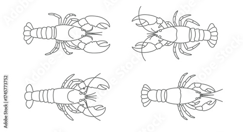 Four detailed line drawings of lobsters showcasing their anatomy