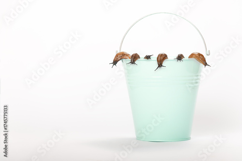 Spanish slugs, garden pest, many snails collected in a bucket