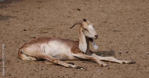 one goat with long ears and yellow fur in an outdoor zoo lies on the ground while resting, an adult goat with long ears hanging down and short horns while resting