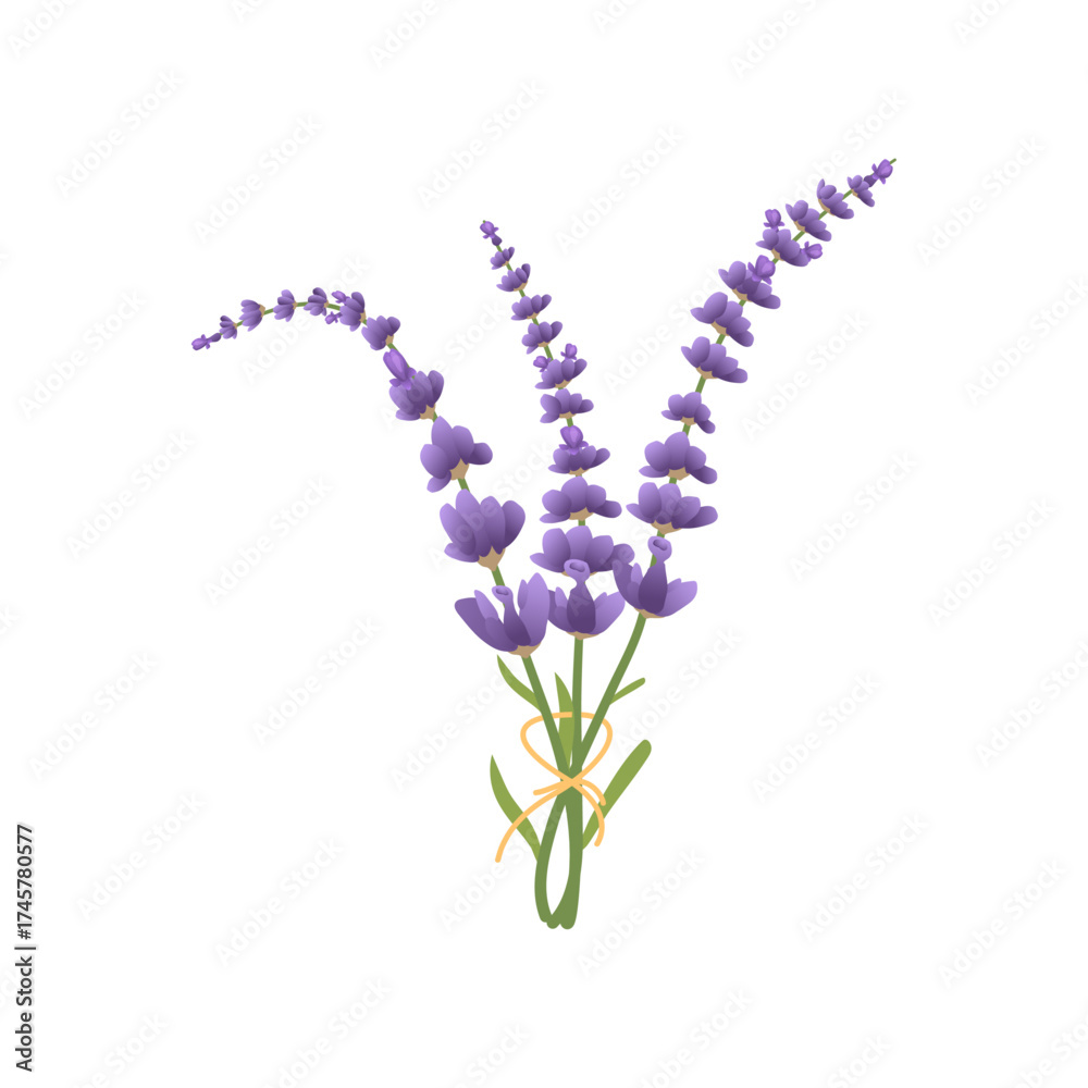 Obraz premium Lavender Flower Vector Illustration