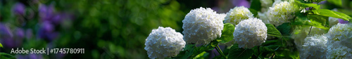 White hydrangeas in a lush garden with a blurred greenery background for gardening themes and background visuals.