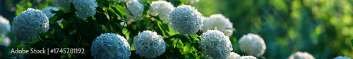 White hydrangeas in a lush garden with a blurred greenery background for gardening themes and background visuals.