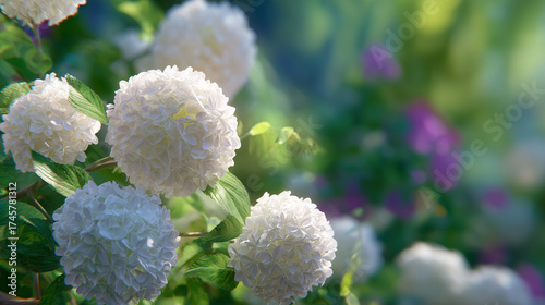 White hydrangeas in a lush garden with a blurred greenery background for gardening themes and background visuals.