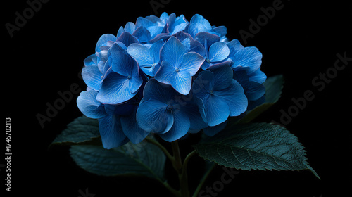 A single blue hydrangea cluster, isolated on a pure black background.