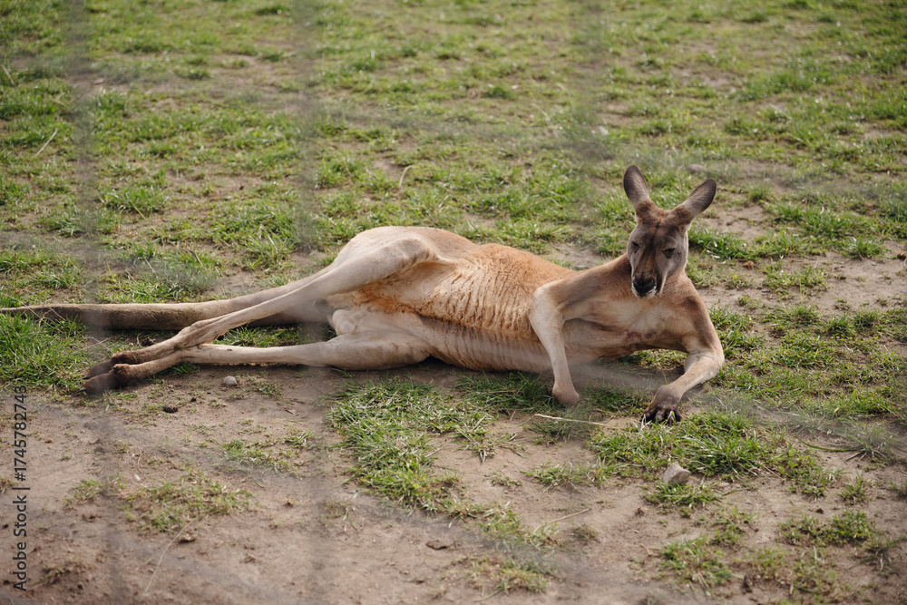 Fototapeta premium Kangaroo resting peacefully on grass in a natural habitat during sunny afternoon