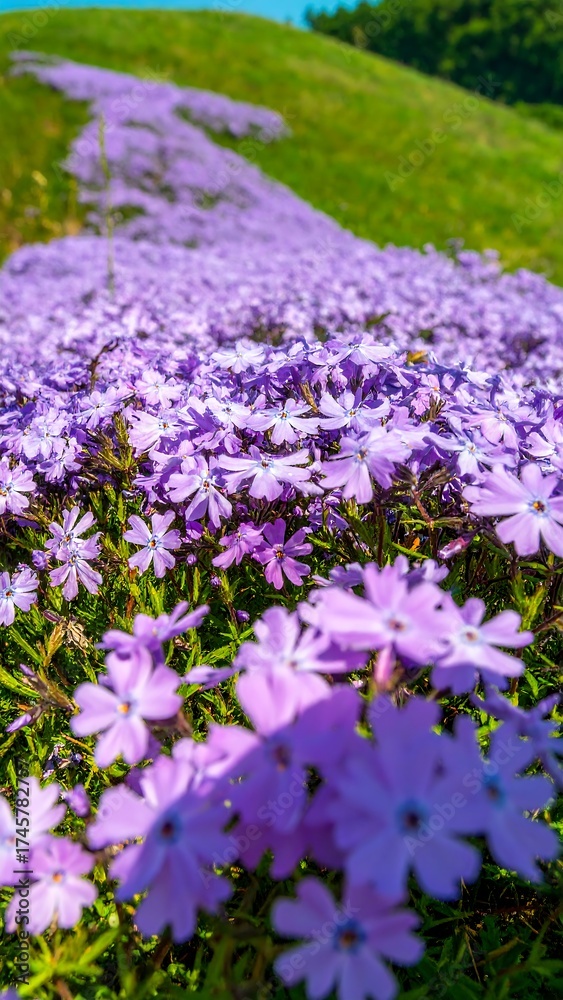 Obraz premium Purple flowers hillside