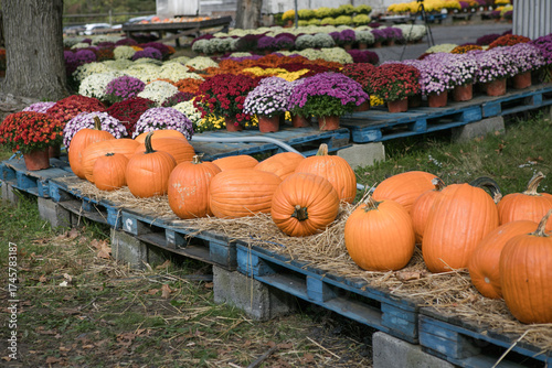 Pumpkin field at autumn harvest, many orange pumpkins on a farm