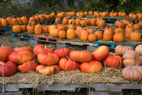 Pumpkin field at autumn harvest, many orange pumpkins on a farm