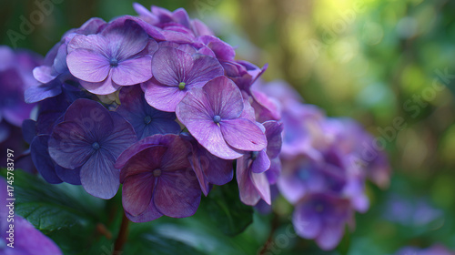 Purple hydrangeas in a lush garden for gardening themes and background visuals.