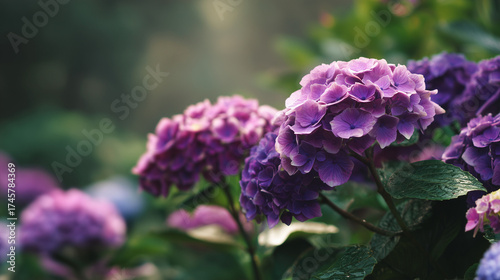Purple hydrangeas in a lush garden for gardening themes and background visuals.