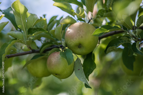 Green Apples on a Tree in Orchard