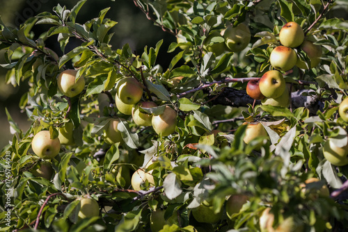 Red Apples on a Tree in Orchard