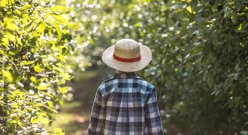 A charming portrait of a young boy wearing a straw hat surrounded by apple trees in a sunny orchard, capturing the warmth of childhood and countryside life.