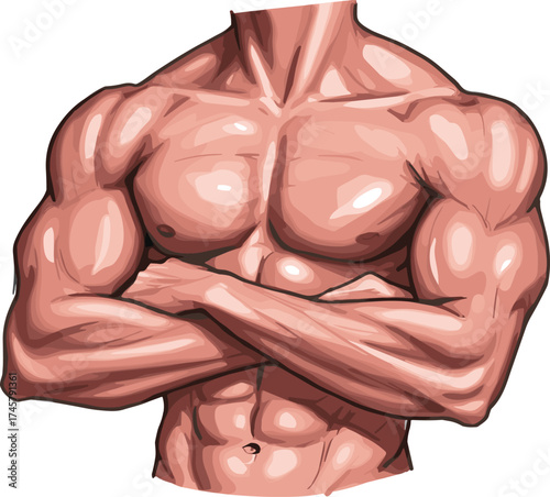 Detailed vector illustration of a muscular male torso with crossed arms, showing chest, biceps, and abs, representing strength, bodybuilding, fitness, power, isolated

