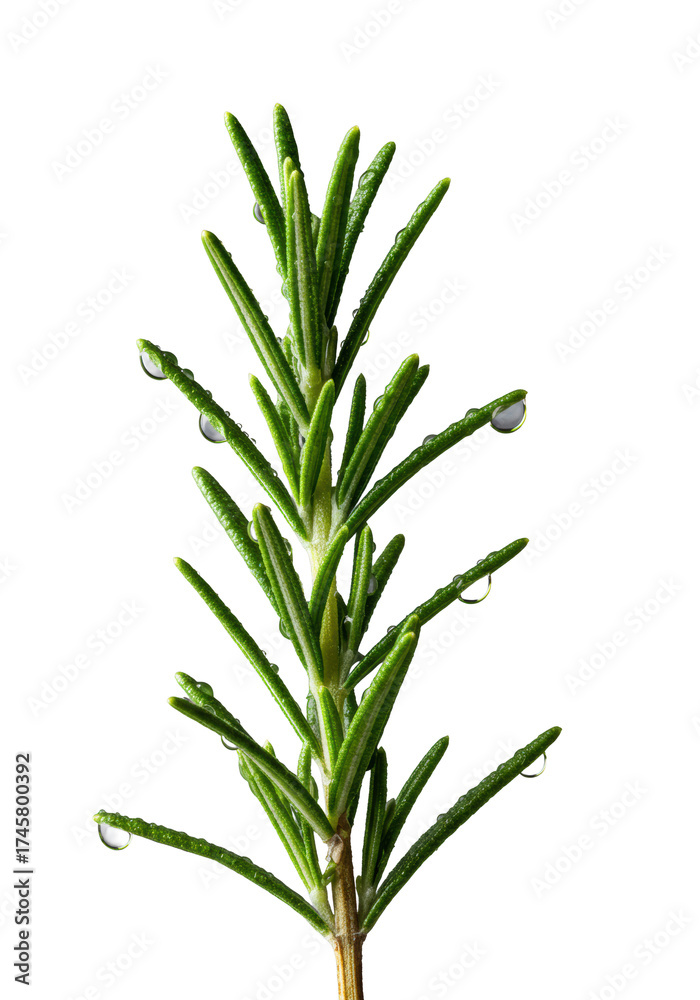 Fototapeta premium Vibrant, dew-kissed rosemary sprig with emerald needles and shimmering dewdrops, macro shot on transparent background with soft shadow. Concept of natural freshness and aromatic essence