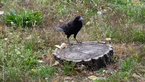 Rook accepts treats from people.
Currently, it's eating white bread left on a stump. 
