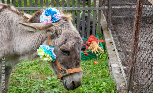 donkey in a farm